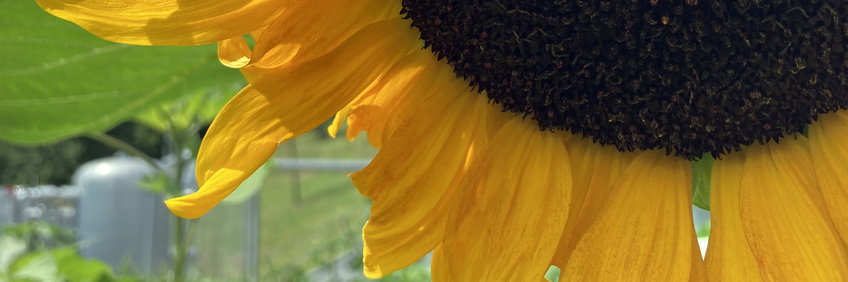 Sonneblume Nahaufnahme (angeschnittenes Bild)