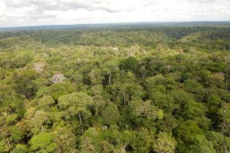 Blick über den Regenwald Brasiliens nahe Manaus