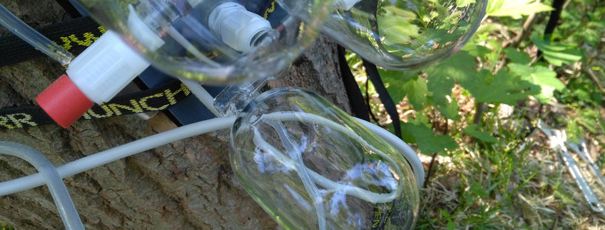 Nahaufnahme von Glasbehältern, die an einen Baumstamm gebunden sind.