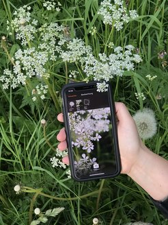 Using the smartphone's camera a photo of the plant to identity will quickly lead not only to the name but also to further information.