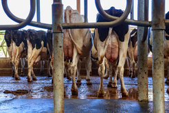 Wohin mit der Gülle? Ein Überschuss an Nährstoffen aus der Landwirtschaft sind ein wichtiger Grund für den Rückgang der Artenvielfalt in Deutschland.