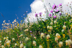 Flowering spring meadow