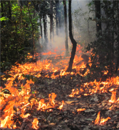 Unterschätzte Bedrohungen: Feuer am Waldboden sind für Satelliten unsichtbar, Atto kann auch solche Brände anhand von Messungen des Rauchs registrieren.