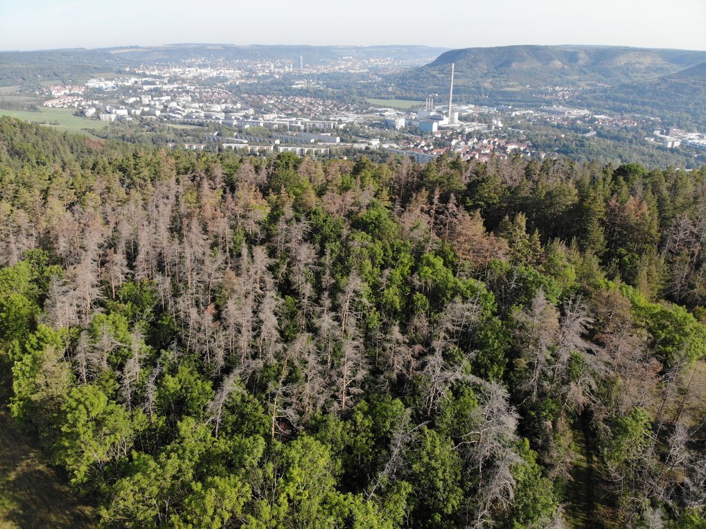 Blick über die Berge im Umland von Jena, die Stadt im Talkessel dahinter gelegen. Die Wälder im Vordergrund sind durchzogen von kahlen, toten Bäumen.