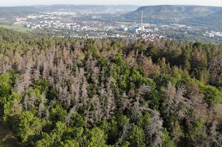 Blick über die Berge im Umland von Jena, die Stadt im Talkessel dahinter gelegen. Die Wälder im Vordergrund sind durchzogen von kahlen, toten Bäumen.