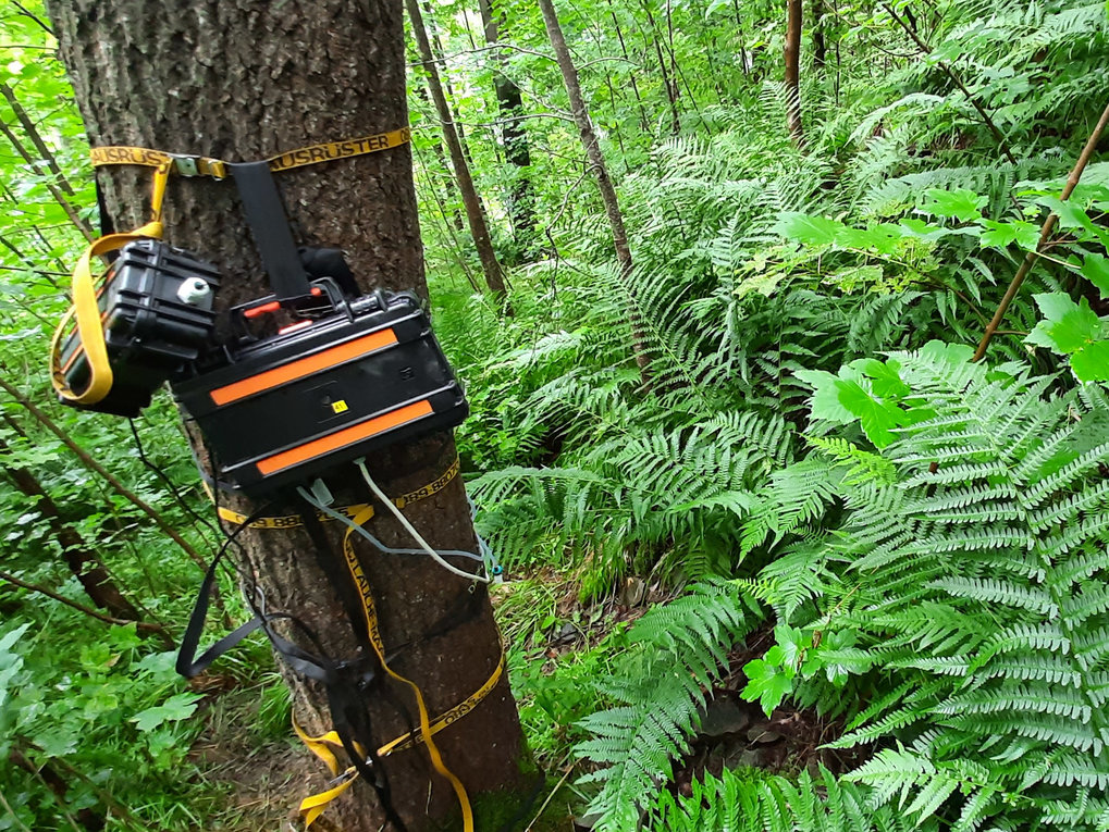 Biogeochemische Prozesse | Susan Trumbore