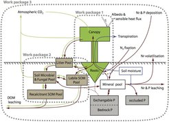 Scheme of QUINCY work package 3: Frontier Applications in global terrestrial biogeochemistry)