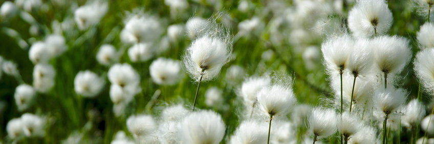 Arktisches Wollgras (Eriophorum scheuchzeri) (© M. Hielscher/ BGC) Nahaufnahme von vielen weißen sonnenangestrahlten Blüten des Arktischen Wollgrases im Wind vor grünem Hintergrund