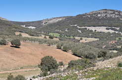 Die hügelige Landschaft ist mit einigen Feldern, Büschen und kleinen Bäumen bedeckt.