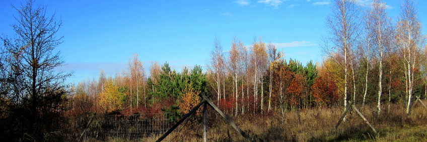 Die Biodiversitätsfläche bei Bechstedt an einem sonnigen Herbsttag. Viele junge Bäume in wunderschön bunter Herbstfärbung vor türkisblauem Himmel.
Im Vordergrund Zaun der die ganze Fläche umschließt.