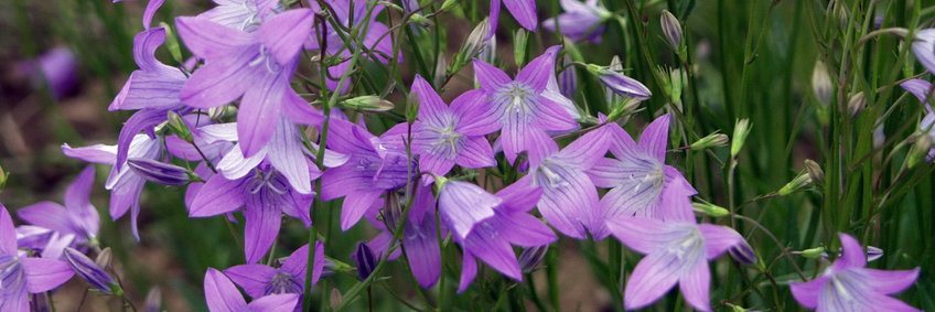 Nahaufnahme Glockenblumen