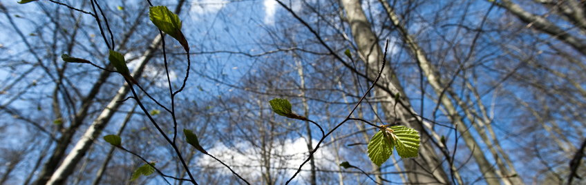 Hainich National Park (Deutschland)