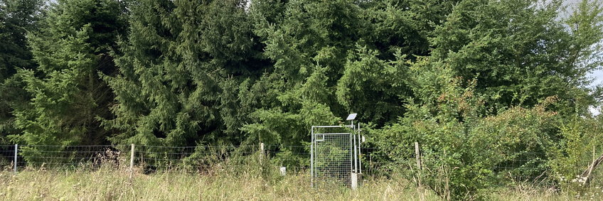 Kaltenborn - Biotreefläche nach 20 Jahren (© N. Hempel/BGC) Blick auf eine kleine Wetterstation die von eienm kleienen Solarpanel mit Strom versorg wird. Im Hintergrund ca 20 hohe Douglasie, die zum Experiment gehören.
