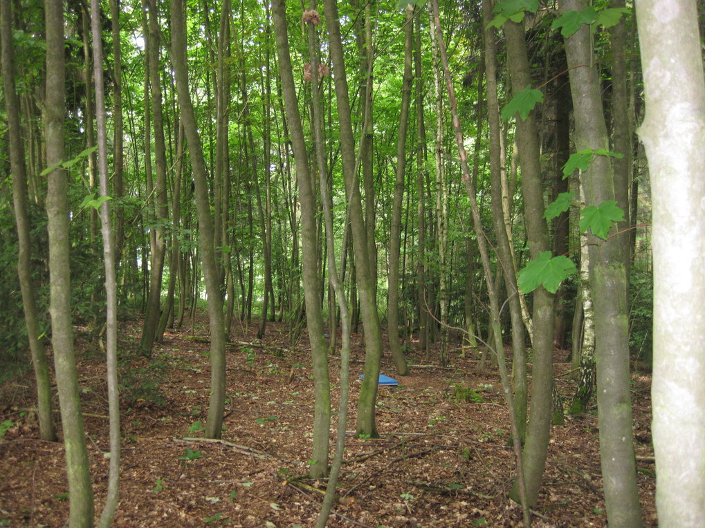 Bodenwassermessungen in einem jungen Laubmischwald inder Nähe von Thann wo begleitend eine kleine meteorologische Station aufgebaut ist.