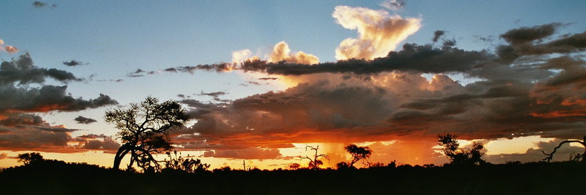 Abendstimmung im Okawango-Delta. Die untergehende Sonne beleuchtet orangefarbene Regenwolken vor einem hellblauen Himmel über einer schwarzen Savannenlandschaft, aus der sich einige einzelne Bäume schwarz vor einem orange-blauen Hintergrund abheben.