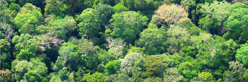 Blick von oben auf den Amazons Regenwald