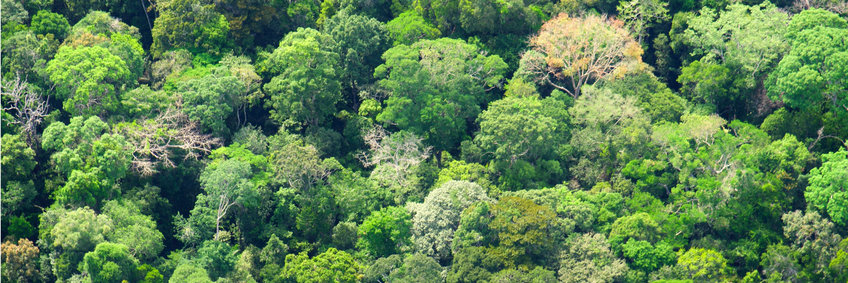 View on the Amazon rainforest from above