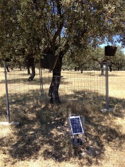 Setup for the sapflow measurements