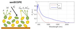 Figure 3. SenSCOPE model and specific absorption coefficients (Pacheco-Labrador, et al., 2021)