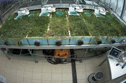 The mesocosm experiment, in progress.
