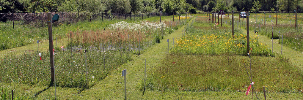 Versuchsfelder des Jena Experiments. Die verschiedenen Pflanzenzusammensetzungen der einzelnen Plots werden nach der Ernte auch chemisch analysiert. (© S. Héjja/MPI-BGC)