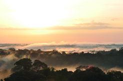 Sunrise is painting the sky orange. We look over the forest canopy, just black outlines in the morning light. The fog rising up in between has a warm orange glow.