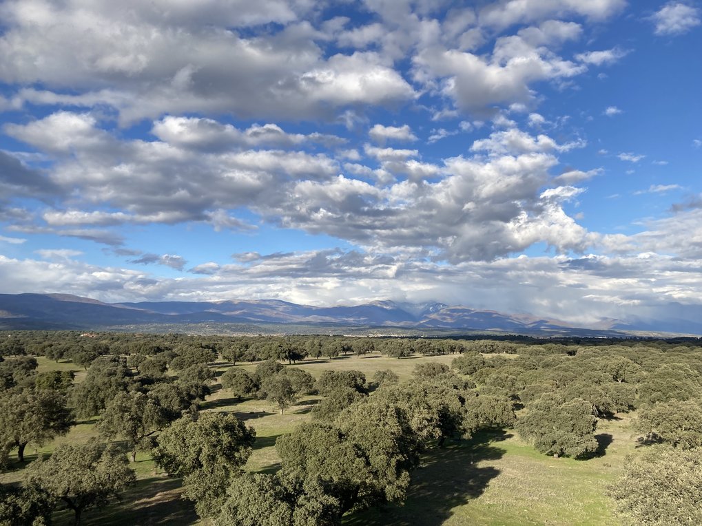 Blick über die Dehesa der Extremadura in der Nähe des Ortes Majadas del Tietar in der Provinz Caceres in Spanien an einem Sonnigen Tag. Der Blick geht Richtung Norden. In der Ferne sieht man die Berge. Der blaue Himmel ist voller weißer Wolken in großer Höhe. Lichter beweideter Eichenwald (Dehesa)ist im Vordergrund zu sehen, er wird dominiert von Steineichen durchsetzt mit einigen Korkeichen. 