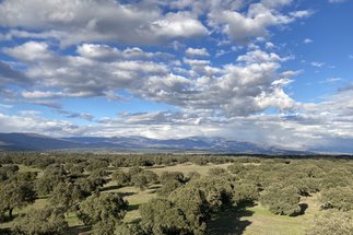 Blick über die Dehesa der Extremadura in der Nähe des Ortes Majadas del Tietar in der Provinz Caceres in Spanien an einem Sonnigen Tag. Der Blick geht Richtung Norden. In der Ferne sieht man die Berge. Der blaue Himmel ist voller weißer Wolken in großer Höhe. Lichter beweideter Eichenwald (Dehesa)ist im Vordergrund zu sehen, er wird dominiert von Steineichen durchsetzt mit einigen Korkeichen. 
