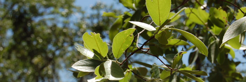 Blätter Nahaufnahme eines Baumes in Sambia