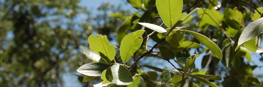 © W. Ziegler/BGC Blätter Nahaufnahme eines Baumes in Sambia
