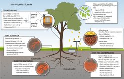 Measured CO2/O2 fluxes in ecosystem compared with substrate values and the processes that can explain the differences.