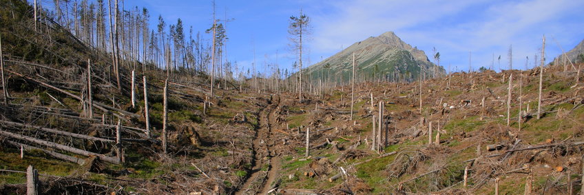 Blick hangaufwärts über eine Windwurffläche im Nationalpark der Hohen Tatra (TANAP). Im vordergrund trostlose Lanschaft voller Baumstümpfe und umgestürzter Bäume, die meisten der umgestürzten Bäume sind in dem Gebiet schon entfert. Im Hintergrund eine felsige Bergkuppe vor heiterem blauweießem Himmel.