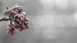 Überfrorene Blüten