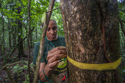 Seit 1982 werden auf Barro Colorado Island über 200.000 Bäume im Abstand von fünf Jahren vermessen.