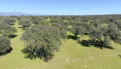 A typical savanna ecosystem with oak trees and grasses