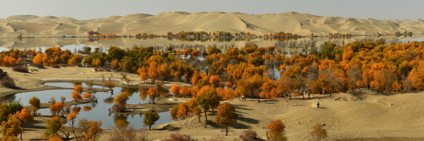 In the background we see sand dunes. In the foreground is an oasis. Many trees with orange leaves stand along a river shore and small ponds at the edge of the desert. 