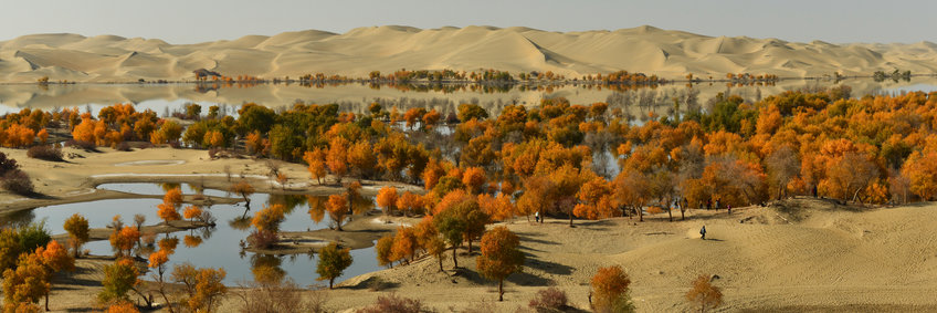 Dryland ecosystem processes In the background we see sand dunes. In the foreground is an oasis. Many trees with orange leaves stand along a river shore and small ponds at the edge of the desert.