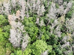 Absterbende Kiefern in der Umgebung Jenas. Die tiefgründige Austrocknung des Bodens führt mittlerweile sogar bei tiefwurzelnden Bäumen wie der Waldkiefer zum Eingehen.