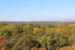 Blick auf den Wald des Nationalparks Hainich