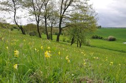 Extensiv genutzes Grünland im Hainich, Deutschland. Grasland mit geringer Bewirtschaftungsintensität sorgt für starke Synergien zwischen spezialisierten Arten und Funktionen und liefert mehr Ökosystemdienstleistungen als intensiv bewirtschaftetes Grünland.