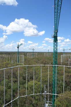 EucFACE Experiment with circular rings designed to deliver enriched air.