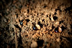 Water drops on a soil layer