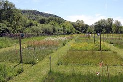 Experimental plots of the 'Jena Experiment'