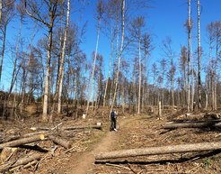 Shot of a forest with bare, dead trees.