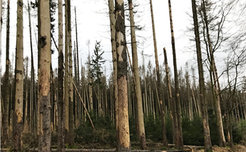 Durch Borkenkäfer befallene und getötete Fichten in der Triglav Region, Slowenien, 2020.