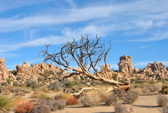 Wüstenlandschaft im Joshua-Tree-Nationalpark, Kalifornien.