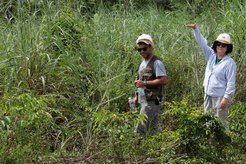 Höhere Baumsterblichkeit bedeutet, dass es mehr Nischen für invasive Gräser gibt. Susan Trumbore und Divino Silverio nehmen die Gräser genauer unter die Lupe, die sich an den Waldrändern während der fünfjährigen Erholungsphase kontinuierlich ausbreiten und das Nachwachsen von Bäumen unterdrücken.