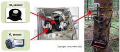 Stammatmungssensor, der an einem Baum befestigt ist