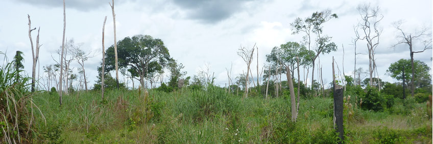 The site of a former forest, some slender, dead tree trucks still stick out of the ground that is now covered with tall grasses and just a few remaining trees.