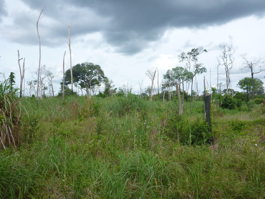 Carbon and water cycling in a changing Amazon